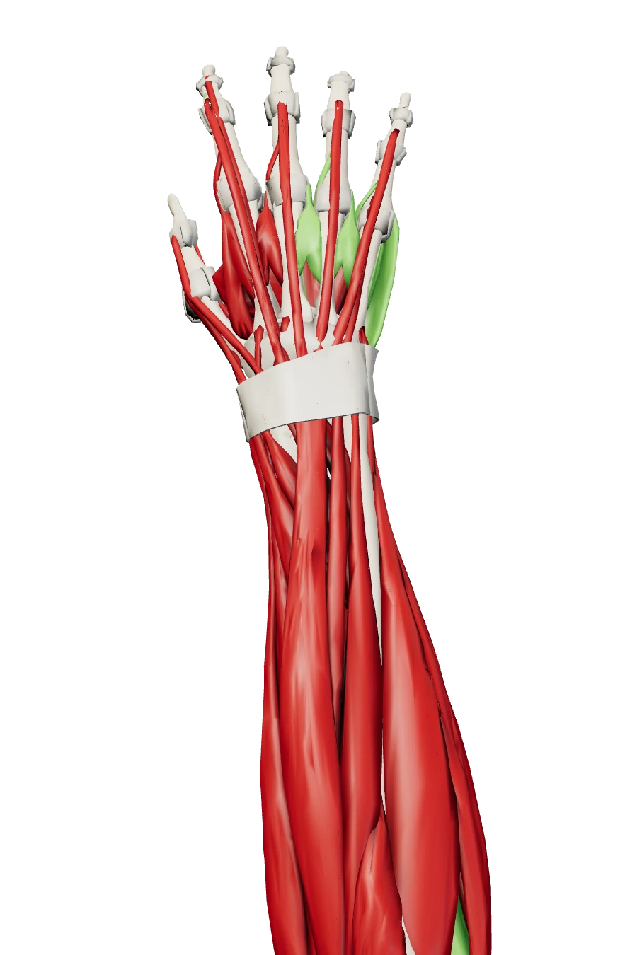 Back-of-hand view of the right hand and forearm. The interosseous muscles between the finger bones are highlighted in green.