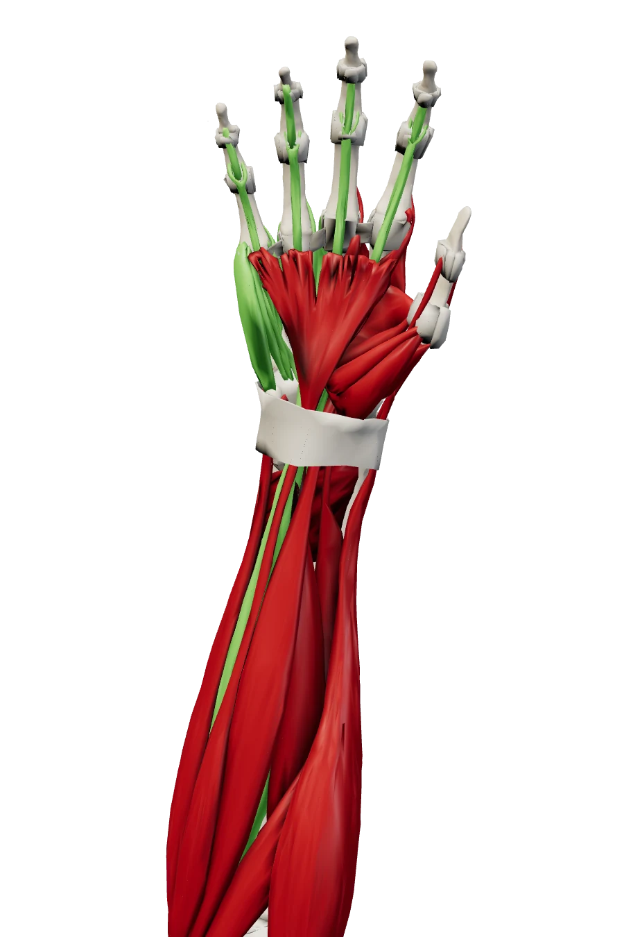 Palm-side view of the right hand and forearm. The finger flexors, lumbricals and little-finger muscles that G Hands trains are highlighted in green.